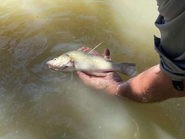 Golden perch research eye-catching