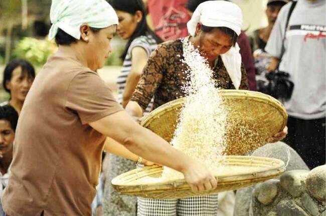 Dept. of Agriculture focusing on rice as El Niño looms