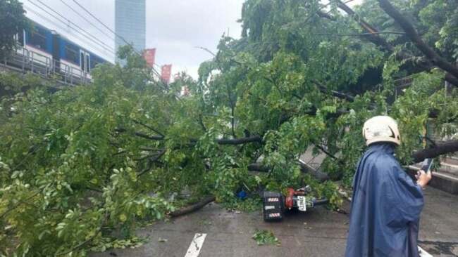 2 injured due to fallen tree on Edsa-Corinthian northbound