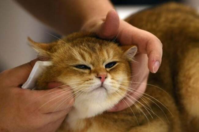 Hurt felines: Japanese app aims to detect cat pain