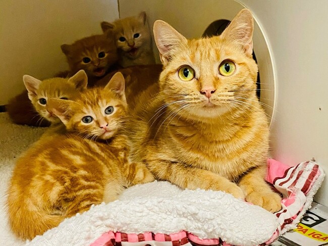 Cat lovers: Cat-urday Saturday is your chance to make a difference