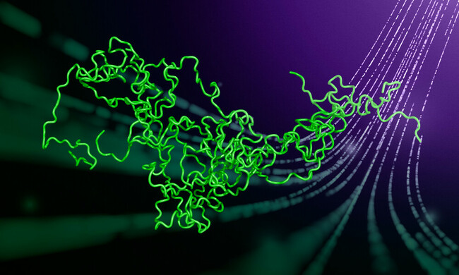 Bringing research on disordered proteins to order