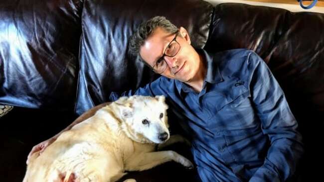 Dog jabbed by buck's horn a painful reminder of rutting season