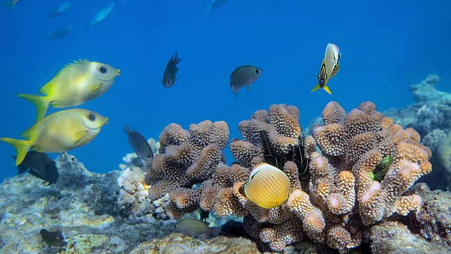 Hedging bets to restore coral reef health