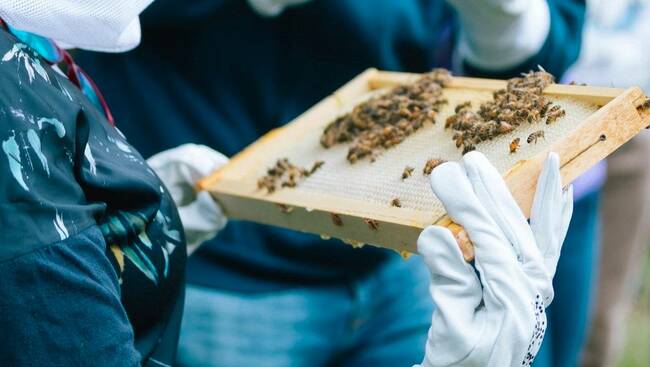 Comvita acquires HoneyWorld in Singapore