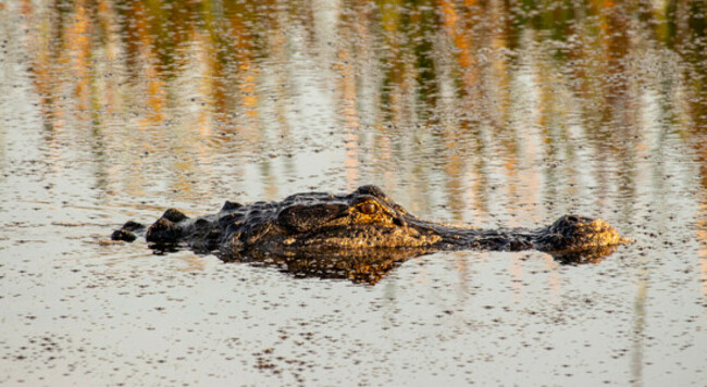 Creeping in the morning