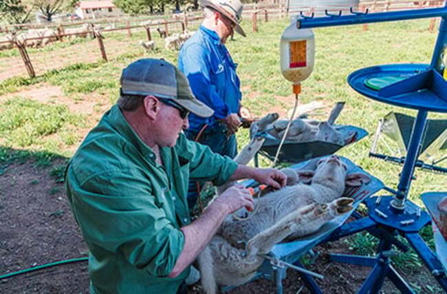 Merinos still dominate Australia's breeding ewe flock