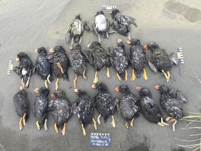 Mass Seabird Die-Offs Linked to Marine Heat Waves