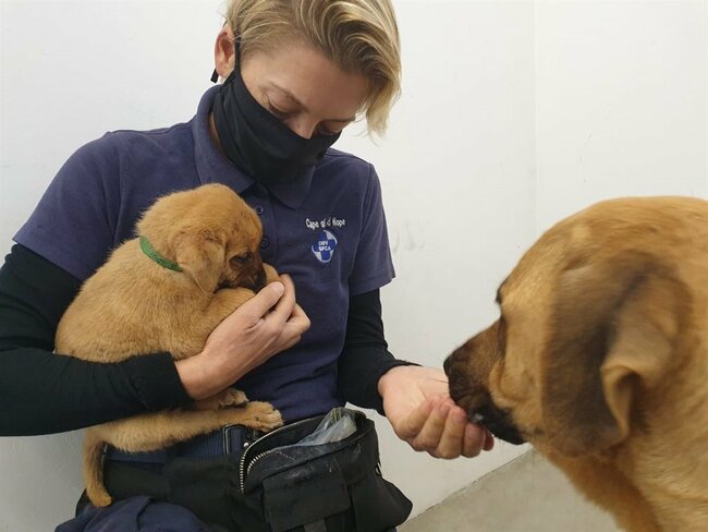 Rabies in Western Cape: Officials plead with residents to vaccinate pets after rabid dog euthanised