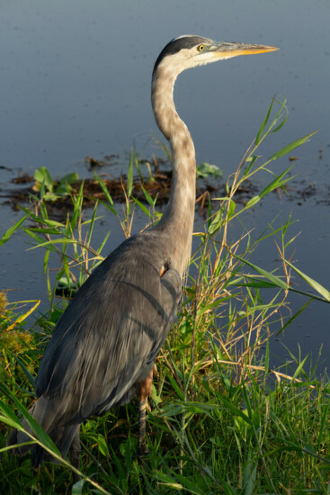 Blue Heron looking for breakfast