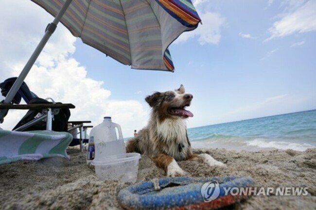 Florida Hot Weather Animals