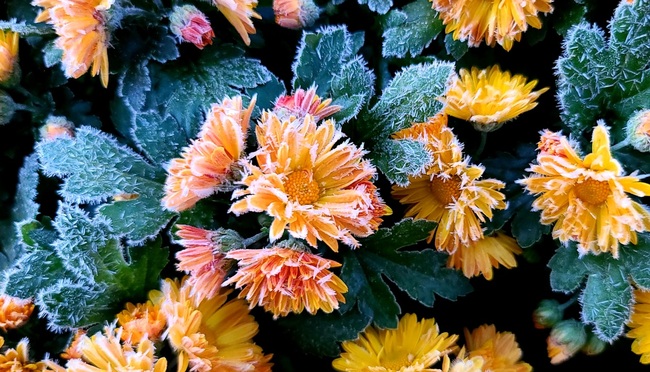 Early cold snap grips Korea