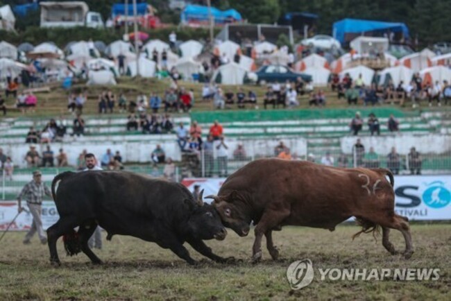 TURKEY PHOTO SET BULLFIGHT FESTIVAL