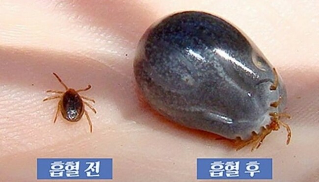 SFTS case in Jeju suggest stray cats can spread deadly disease