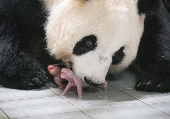 Twin giant panda cubs born in Korea