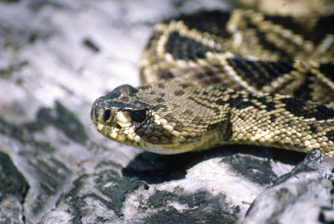 Warmer Weather Increases Likelihood of Venomous Snake Bites in Spring