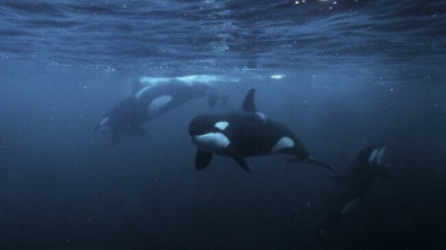 Is there an 'orca uprising'? Like orcas themselves, the answer is complex