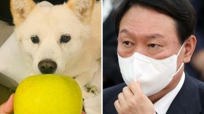 Yoon accused of 'mocking' nation with pic of dog with apple