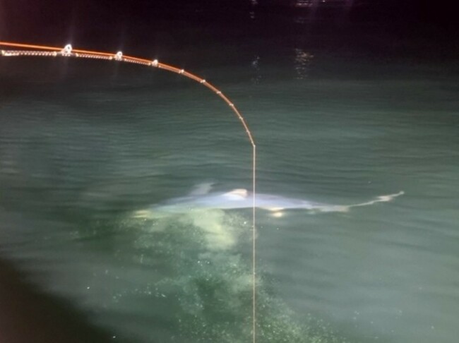 Growing shark encounters puts east coast on alert ahead of vacation season