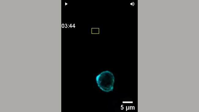 Scientists Engineer Immune Cells to Follow Light