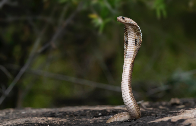 Snakes: friend or foe?