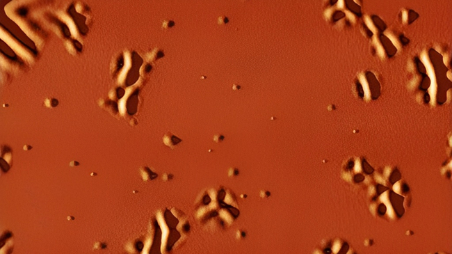 First Nanoscale Direct Observation of Glass Transforming into Liquid