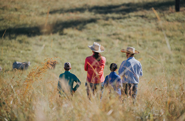 Weekly cattle and sheep market wrap 14 July