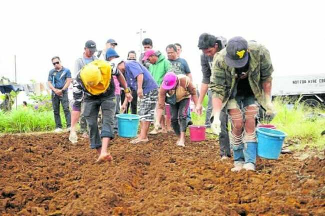 Gov't initiates farm trials to boost PH soybean yield