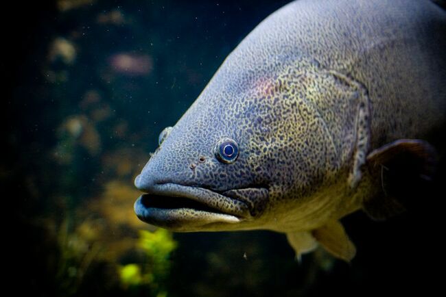 Fears over Murray-Darling's endangered species