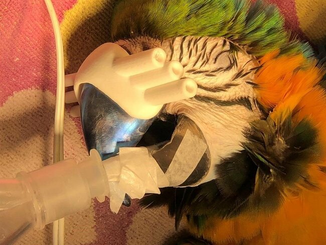 The real macaw! Parrot that lost beak in two scuffles gets new 3D-printed one