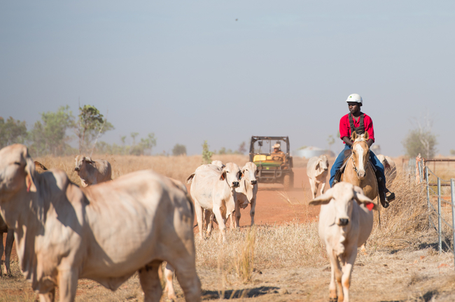 Northern Territory Agriculture Industry Leader Joins Research Institute