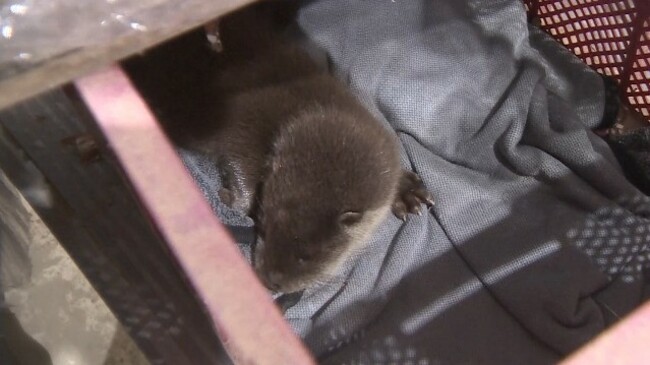 Endangered otter pup found in farmer's storage facility amid downpours
