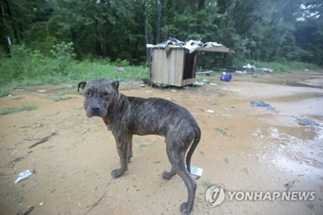 BISSELL Pet Foundation Saves More than 70 Dogs From Egregious Conditions In Mississippi