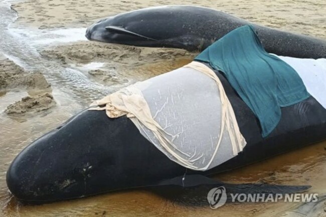 Britain Stranded Whales