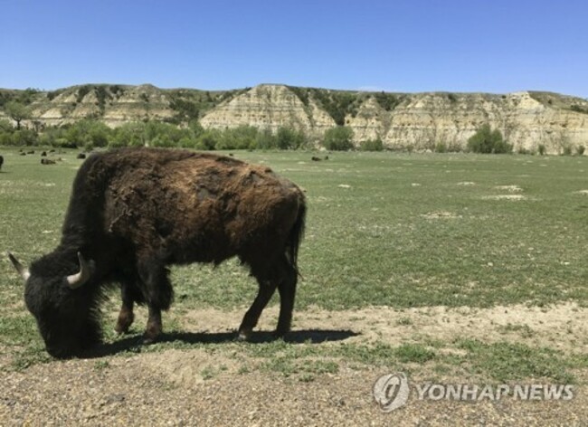 National Park Bison Attack-North Dakota