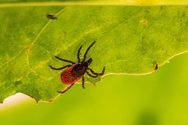Natural Defences of Ticks Could Enhance Anti-Inflammatory Medications
