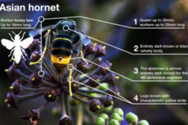 Asian Hornets Identified in Dover