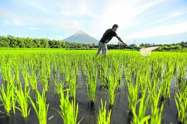 Mayon's frequent rumbling, plumes worry Albay folk