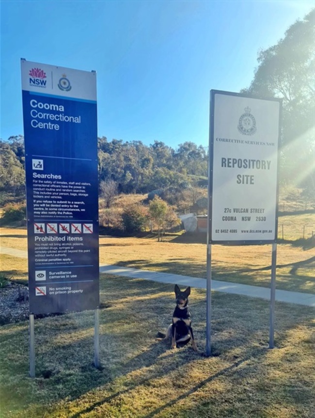 Pawsitive Collaboration: Changing Lives at Cooma Correctional Centre