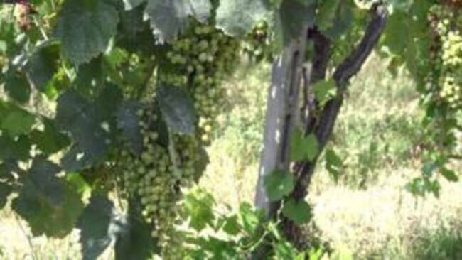 Italy drought: Grape harvests hit by extreme weather