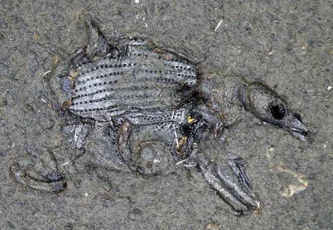 New Zealand Maars' Life: Nearly Lost Fossil Site Worth Protecting