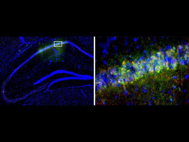 Circadian Clock Gene Boosts Daytime Memory Formation in Mice