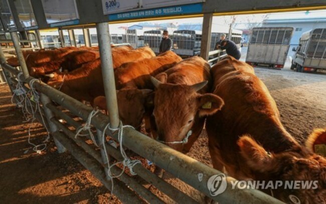 Number of pigs at S. Korean farms down in Q2 amid ASF