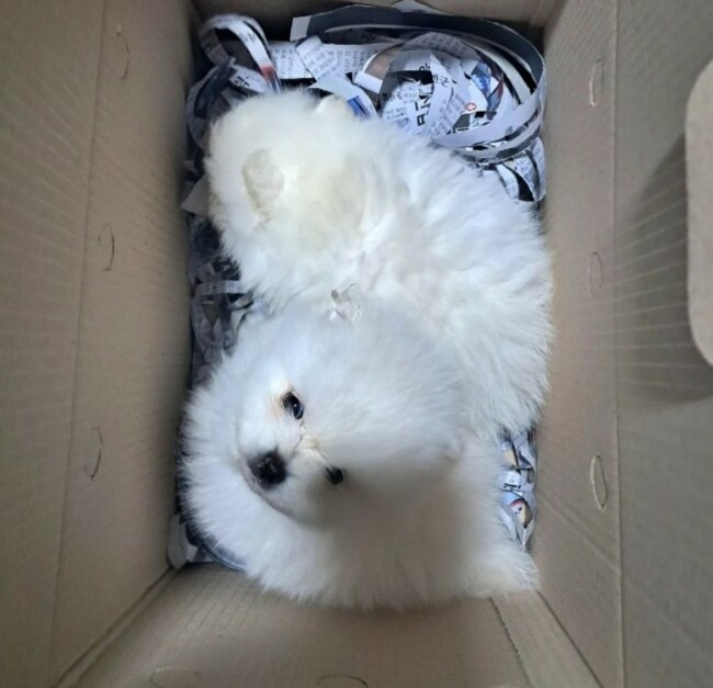 Professor accused of operating illegal dog auction houses in Korea