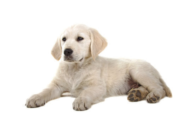 Guide Dogs of Texas seeks volunteer puppy raisers
