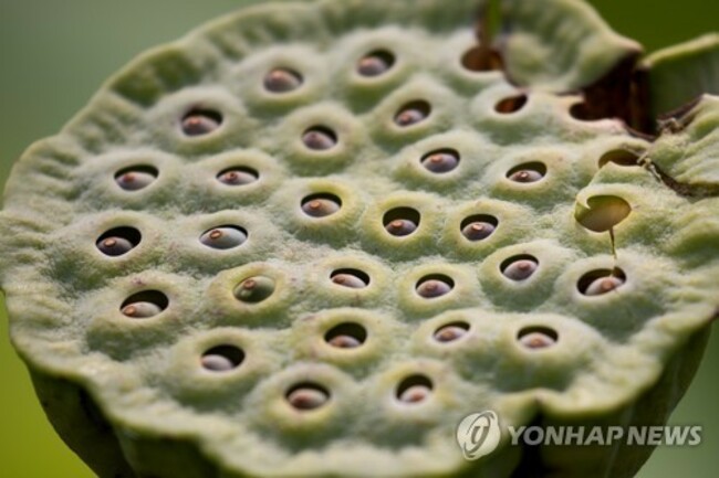 USA LOTUS FLOWERS FESTIVAL