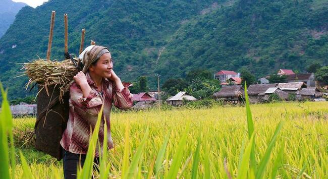 Food Systems Key to Tackling World's Major Challenges: UN