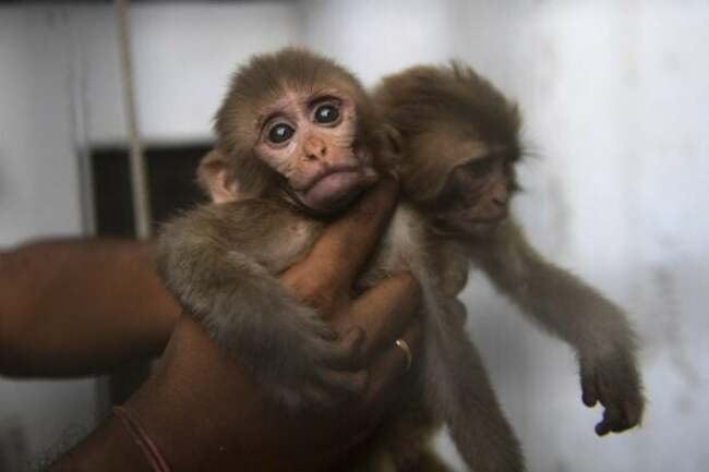 Monkey presented as evidence escapes