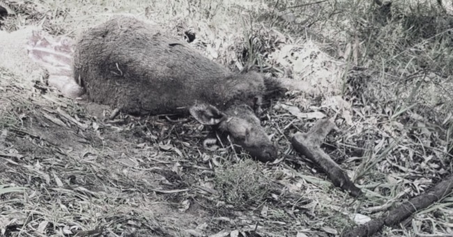 Deliberate roo cruelty in South West prompts call