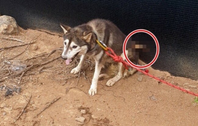 Man indicted for shooting stray dog with an arrow